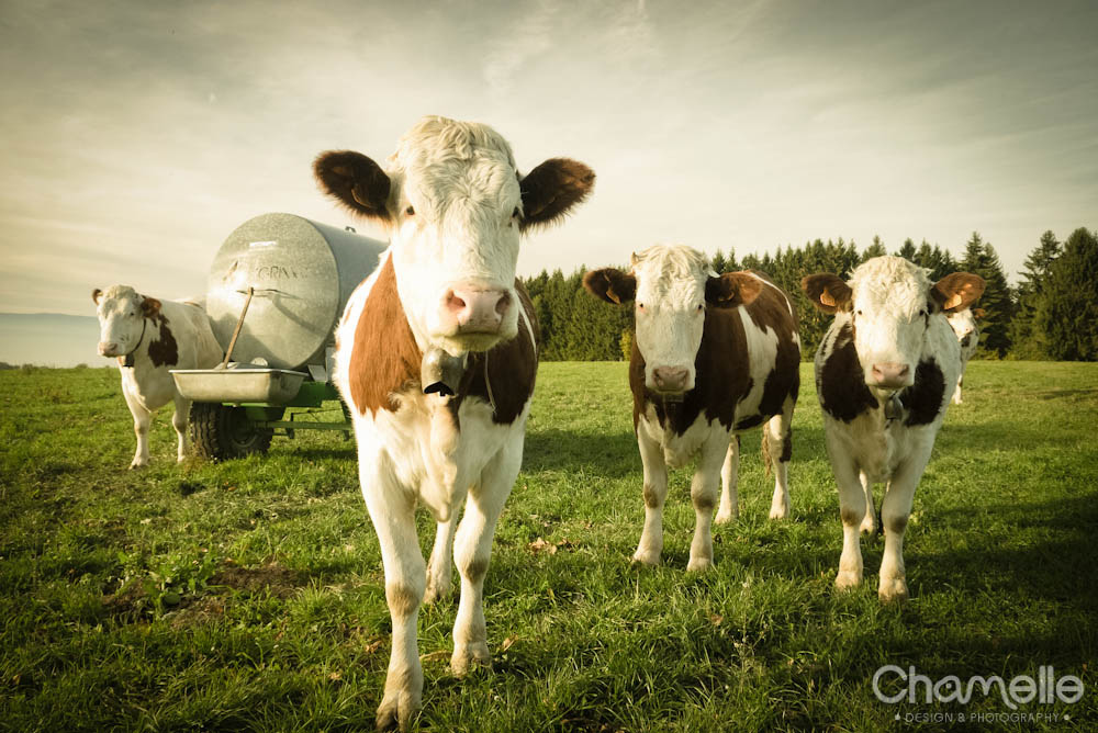 evian-france-cows-chamelle-photography