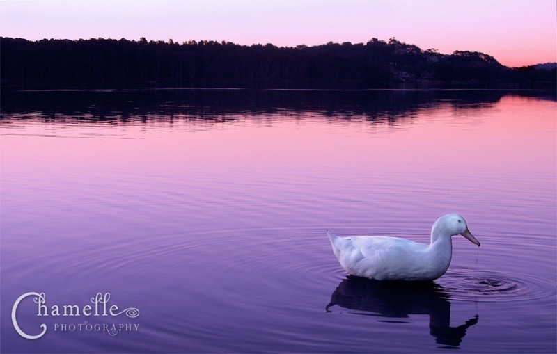 narrabeen-lakes-sydney-australia-duck-dusk-chamellephotography