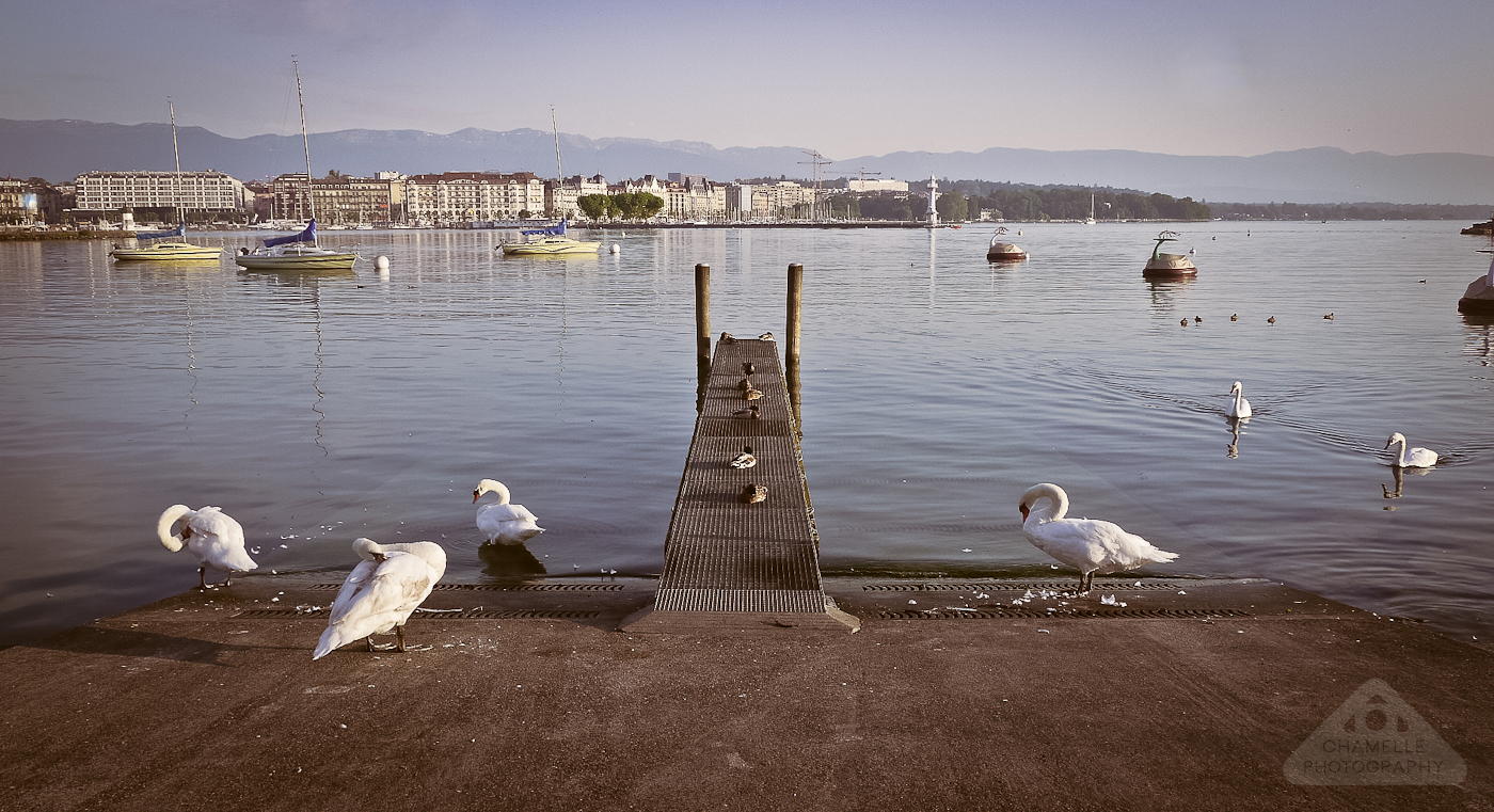 swans-lake-geneva-morning-chamelle-photography