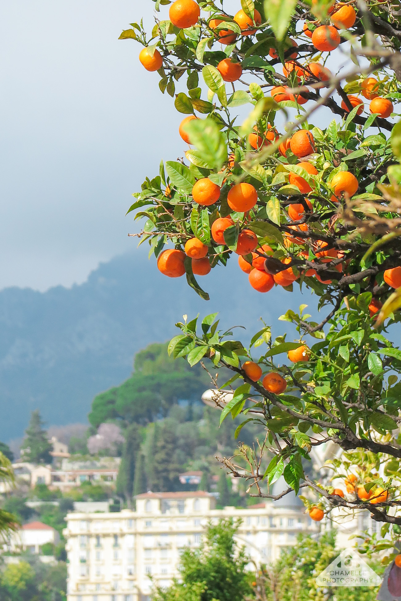 Menton Fete du Citron / Lemon Festival - Citrus festival - France - Chamelle Travel photography blog